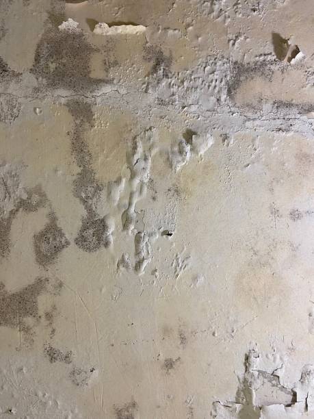 Home Mold Removal in Douglasville, GA